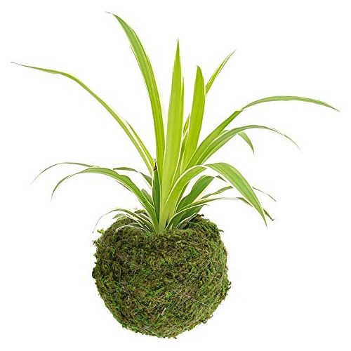 Kokedama Ko01, 4.0 X 3.5, Juego De 2, Verde