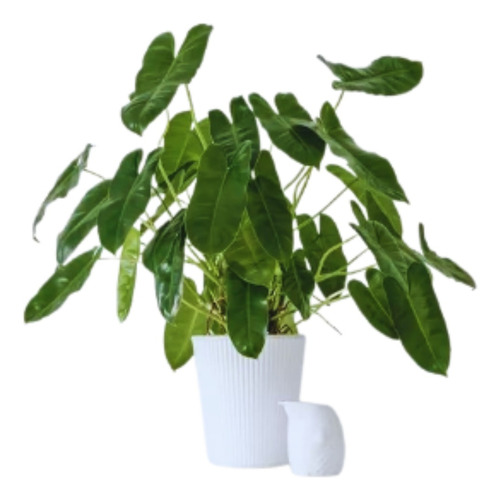 Imbê  Philodendron Imbe