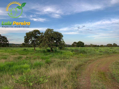 Imagem 12 de 15 de Fazenda À Venda Em Monte Santo - To - 576 Hectares (pecuária) - 2043