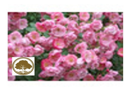 Imagen 1 de 2 de Rosa Enredadera Europea ( Planta ) Color Rosa 1.20m /