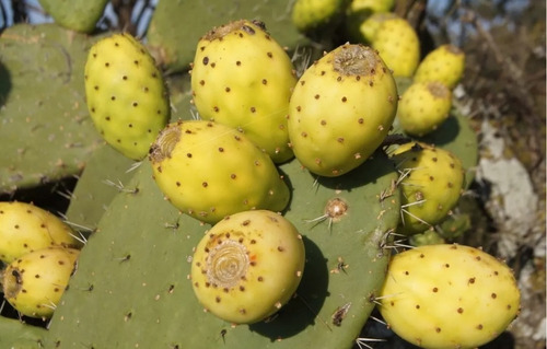 3 Pencas Nopal Tunero Tuna Blanca Albicarpa,3 Variedades, Mp