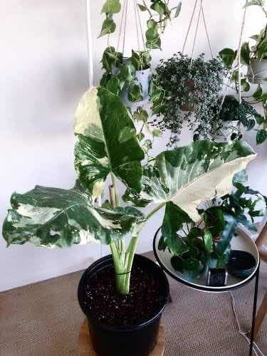 Planta Alocasia Variegada