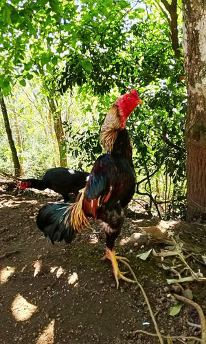 Ovos Férteis De Shamo Fênix Imperial