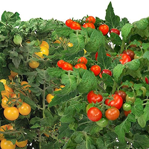 Imagen 4 de 4 de Kit De Tomate Aerogarden Heirloom Para Modelos De Granjagran