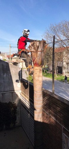 Poda De Arboles Tala Extracciones Escalador Con Seguro Gasto