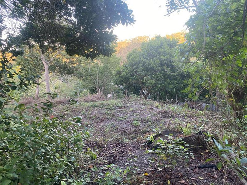 Venta Terreno 2035 M² Colonia Cruz Naranjos Tuxpan Veracruz