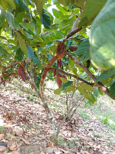Vendo Finca En Yolombo Antioquia