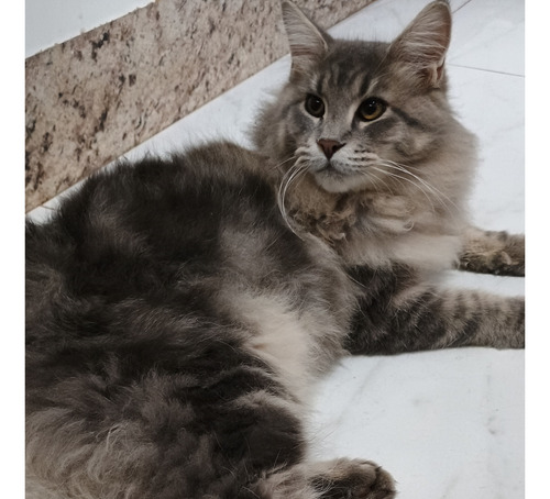Gato Maine Coon Filhotes (gatil Saymon Cats)