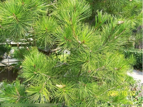 Pinus Agulha 1kg R$ 98,00