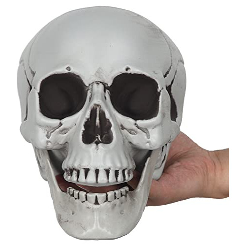 Modelo De Cráneo Humano Realista Tamaño 1