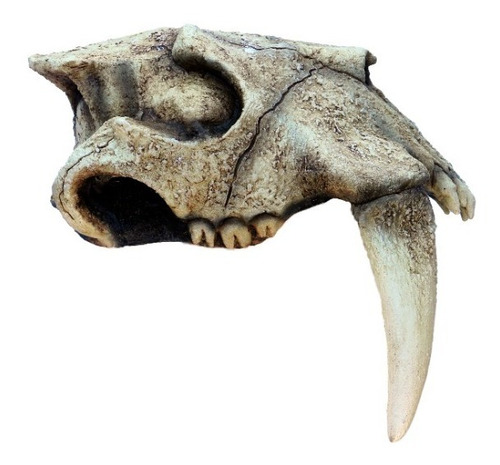 Máscara De Tigre Dientes De Sable Cráneo Animales Gorro