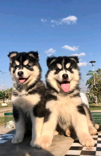 Cachorros Alaska Malamute 