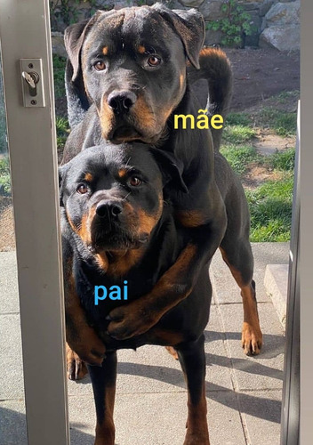 Imagem 1 de 5 de Vendo Filhote De Rottwaille Puro Já Está Desverminado.