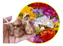 Comprar Bulbos Fresias Dobles Perfumadas Mezcla Colores X 30 Bulbos
