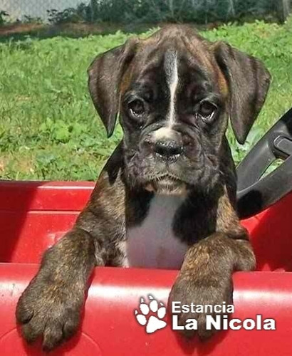 Cachorro Boxer 26