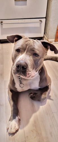 American Bully Blue (servicio Stud)