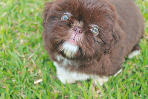 Imagen 3 de 9 de Espectacular Cachorro Shitzu Imperial Chocolate Con Pedigri