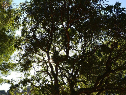 Lotes A Venda Em Jundiaí - Jardim Atenas - Te00001 - 33105175