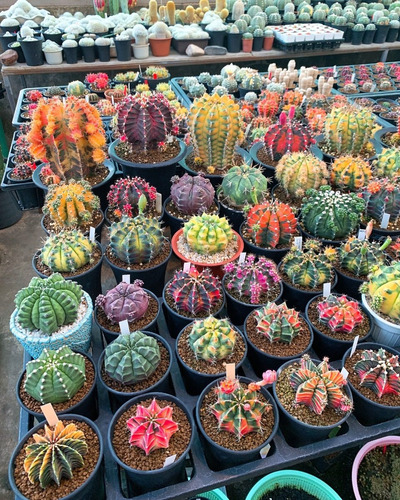 50 Semillas De Cactus Variado 