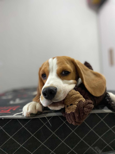 Beagle