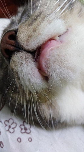 Cuidado De Gatitos A Domicilio (no Es Pensionado)