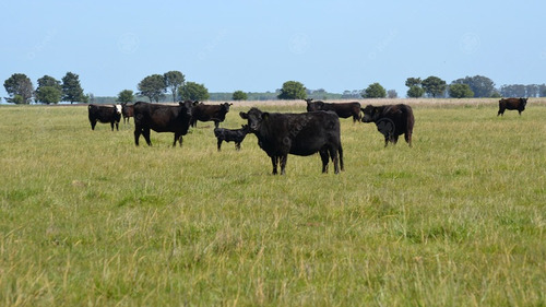 870 Has En Ayacucho - Campo Ganadero Para 800 Madres O Recría - Excelente Ubicación - Retasado !!!