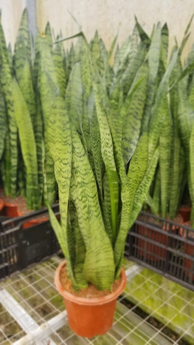 Imagen 2 de 4 de Sansevieria Trifaciata Green 60-80 Cms Fotos Reales