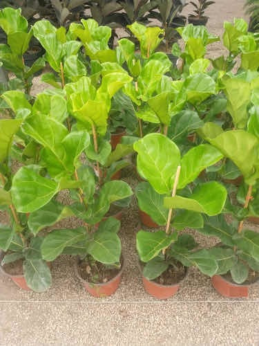 Ficus Pandurata O Lyrata De 1 M De Altura