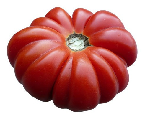 20 Sementes De Tomate Italiano Costuloto Genovese Raro!!!