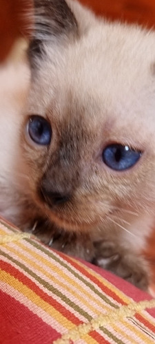 Imagen 4 de 5 de Gatitos Siamese
