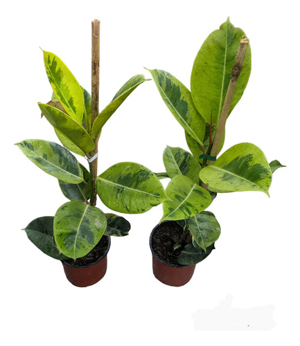 Ficus Elástica Colección- Gomero - Ruby - Variegado - Lemon