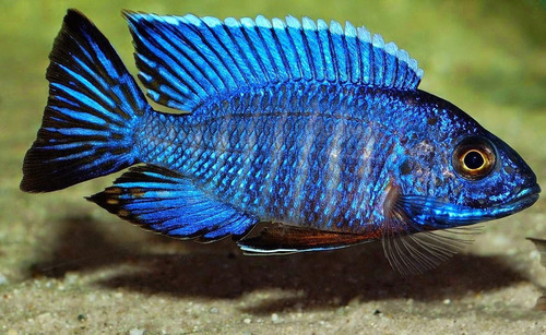 Imagen 3 de 10 de Combo De 8 Peces Africanos (agua Templada)