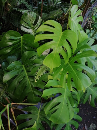 Imagen 2 de 10 de Monstera Deliciosa