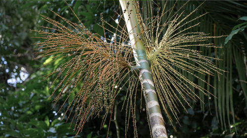 Muda Palmeira Jussara - Palmito Juçara Euterpe Edulis 20cm