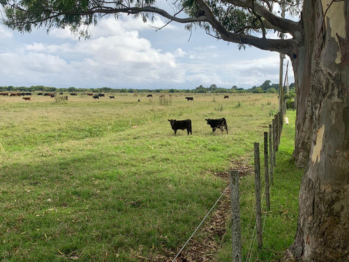 Imagen 4 de 12 de Campo En Venta En Punta Indio - Dacal Bienes Raices