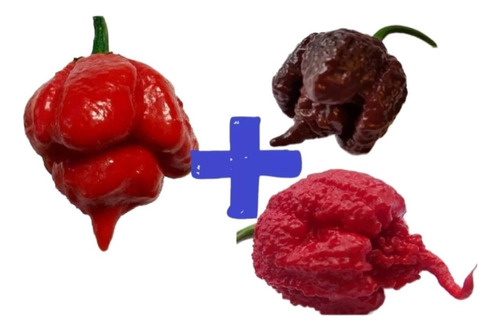 Carolina Reaper Chocolate + Carolina Red + Trinidad 150 Sem 