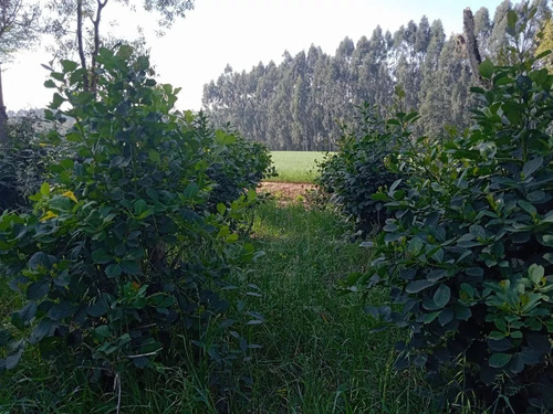 Semillas De Yerba Mate Planta Lex Paraguariensis X 5000 Unid