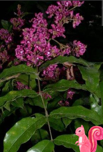 2 Andira Inermis Macayo Flor Rosa No Semilla Envío Gratis!!