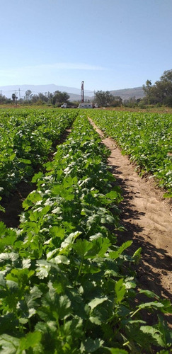 Semilla De Cilantro Marroquí Entero Saco 10 Kg