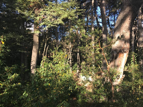 Imagen 11 de 27 de Lote De 2.270m2 En Bº Calfuco A Metros Del Lago Nahuel Huapi, Villa La Angostura