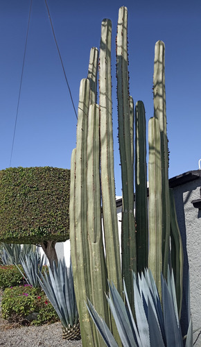 Pachycereus Marginatus Un Esqueje 70 A 80 Cms Nv