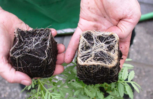 Imagen 7 de 10 de Mamboreta Bolita Controla Bicho Bolita 100 Gramos Cebo