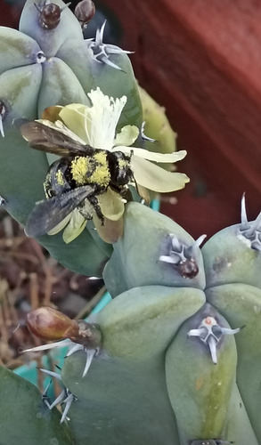 Un Esqueje De Myrtillocactus Geometrizans, Garambullo, Nv