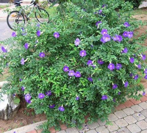 Imagem 2 de 6 de Muda Thunbergia Erecta Azul - Manto De Rei - Jardim Ou Vaso.