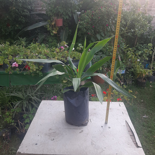 Palmera Yucca Pie De Elefante Gigantea