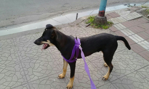 Cachorro 7 Meses En Adopción. Castrado, Vacunado. Amoroso