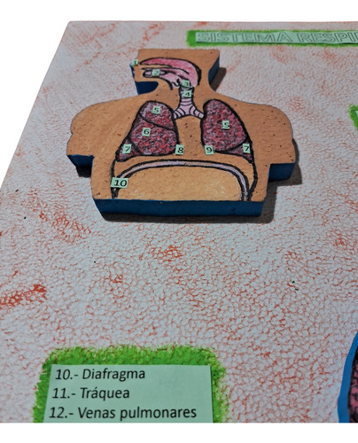 Maqueta Sistema Respiratorio