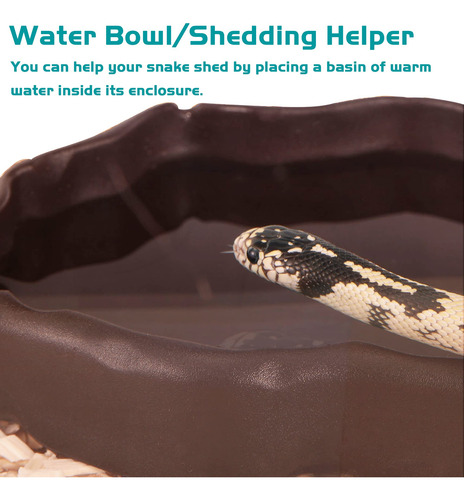 Cueva Serpiente Hábitat Natural Para Reptiles Gecko Serpient