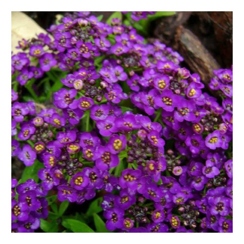 Alyssum Violeta - 0,2g = 490 Sementes - Perfume De Mel