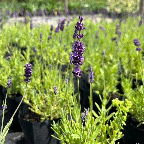 Planta Planta De Lavanda Se Seca